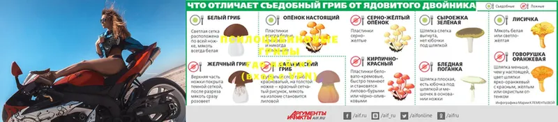 даркнет сайт  Завитинск  Псилоцибиновые грибы Psilocybe 